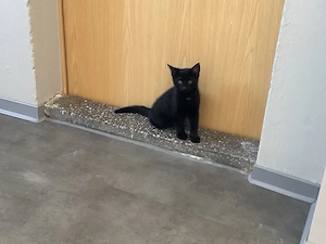  2 kleine katzt schwrze