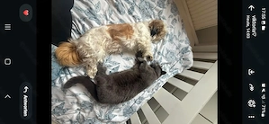 Hund und Katze suchen zusammen ein Zuhause 