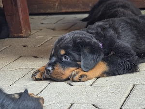RottweilerWelpen aus ADRK Zucht