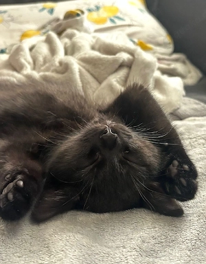 Kitten babys 