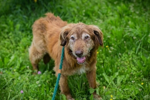 *ARCHIE* ist eher von der ruhigeren Sorte. Er ist gemütlich unterwegs und genießt die Umgebung 