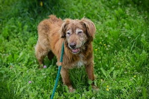 Hundesenior *ARCHIE*