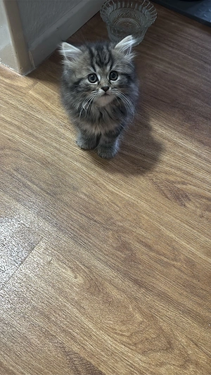 Babykitten 