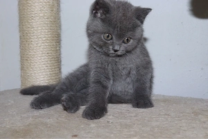 Zum verlieben süsse BKH Kitten suchen ein liebevolles Zuhause 