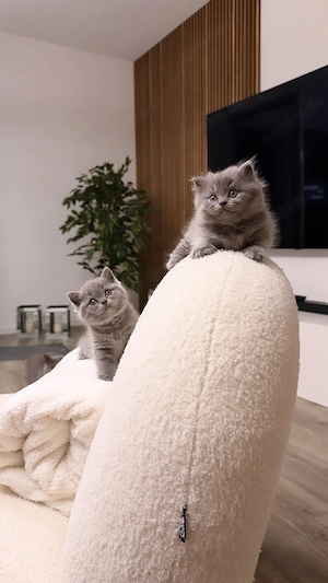 Süße BKH-Kitten suchen ein liebevolles Zuhause