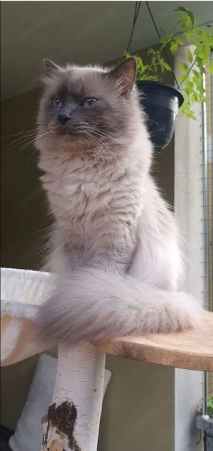 Deckkater Heilige Birma - Blue Poin