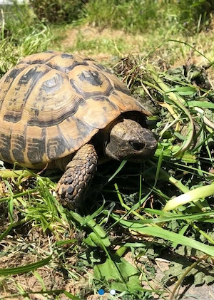 Griechische Landschildkröte 