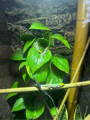 blauer bambus taggecko  Phelsuma klemmeri