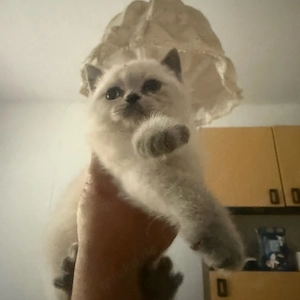 bkh baby katze 