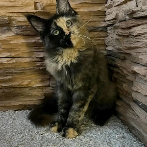  Magnifiques chatons Maine Coon disponibles 
