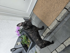 Französische Bulldogge welpen Rüde 6 Monate alt 