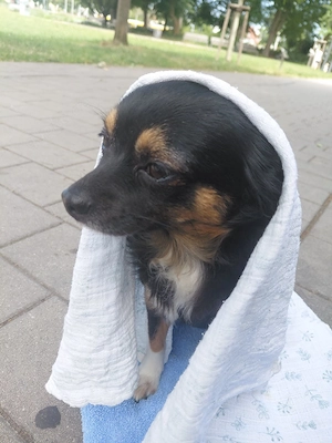 Chihuahua Mädl, 3J., sucht schönes Haus mit Garten ohne City