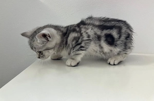 BKH Mix Kitten Britisch Kurzhaar Black Silver Tabby 