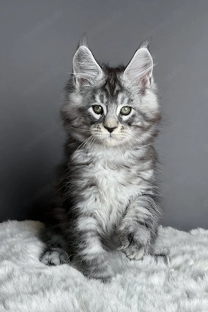 Blau-silbernes Maine-Coon-Kätzchen, 13 Wochen alt, geimpft
