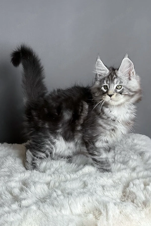 Blau-silbernes Maine-Coon-Kätzchen, 13 Wochen alt, geimpft