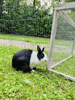 Zwergkaninchen Weibchen Chinity 2 Jahre
