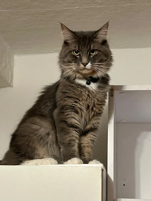 2 jahre alter Maine Coon Kater sucht liebevolles Zuhause 