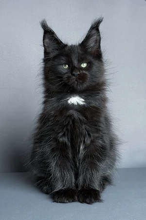 Schwarzes Maine-Coon-Kätzchen sucht ein Zuhause für immer