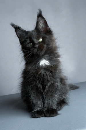 Schwarzes Maine-Coon-Kätzchen sucht ein Zuhause für immer