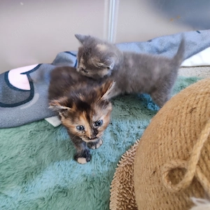 Katzen Babys in 4 Wochen abzugeben 