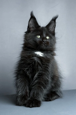 Schwarzes Maine-Coon-Kätzchen sucht ein Zuhause für immer