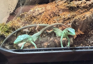 Gastropholis Prasina (DNZ)
