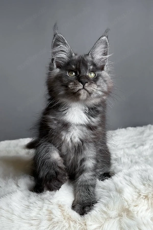 Wunderschönes Blue Smoke Maine Coon Kätzchen, 13 Wochen alt