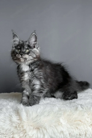 Wunderschönes Blue Smoke Maine Coon Kätzchen, 13 Wochen alt