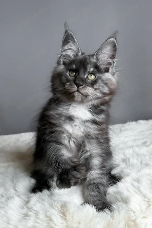 Wunderschönes Blue Smoke Maine Coon Kätzchen, 13 Wochen alt
