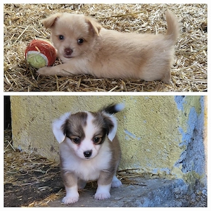 Chihuahua mix Welpen