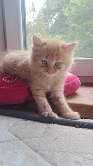 Babykatzen Kitten Bengal-Mix 