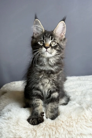 Wunderschönes Maine-Coon-Kätzchen, 13 Wochen alt, geimpft und abgabebereit