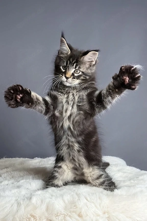 Wunderschönes Maine-Coon-Kätzchen, 13 Wochen alt, geimpft und abgabebereit