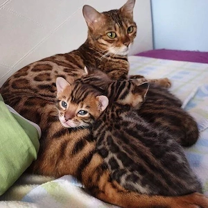 Wunderschöne Bengal-Kätzchen suchen ein liebevolles Zuhause für immer! 