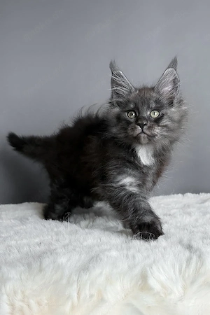 Flauschiges Maine-Coon-Kätzchen, 13 Wochen alt, sucht ein liebevolles Zuhause