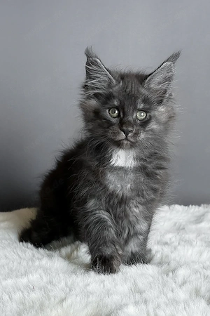 Flauschiges Maine-Coon-Kätzchen, 13 Wochen alt, sucht ein liebevolles Zuhause