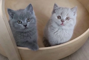 bkh kitten 