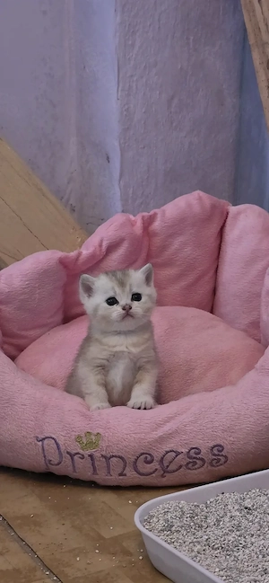 BKH Kitten