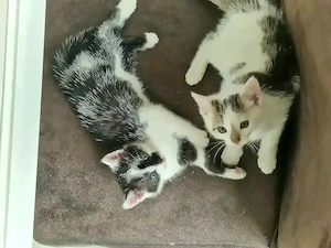 Katzenbabys zu verkaufen 