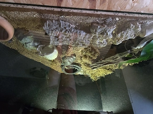 Gebe 2 Schlangen mit terrarium ab