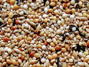 Exotenfutter 5 kg Prachtfinken .......Zu verkaufen oder Tauschen!