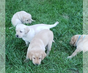 Entzückende Labrador-Welpen (männlich und weiblich) abzugeben und bereit für ein liebevolles Zuhause
