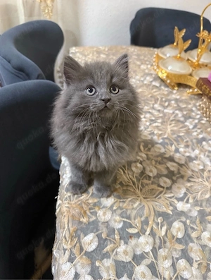 Wunderschöne Norwegischen Waldkatze