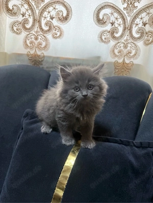 Wunderschöne Norwegischen Waldkatze