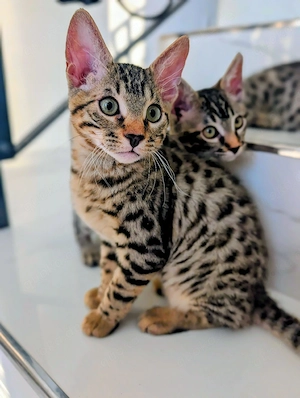 Bengal Kitten 