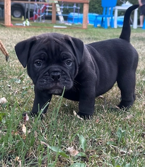 Old English bulldog Welpen 