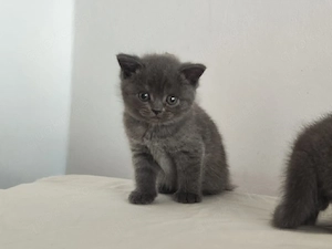 britisch kurzhaar kitten