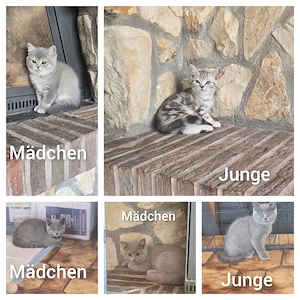Bkh kitten  ab sofort 5 Stück 