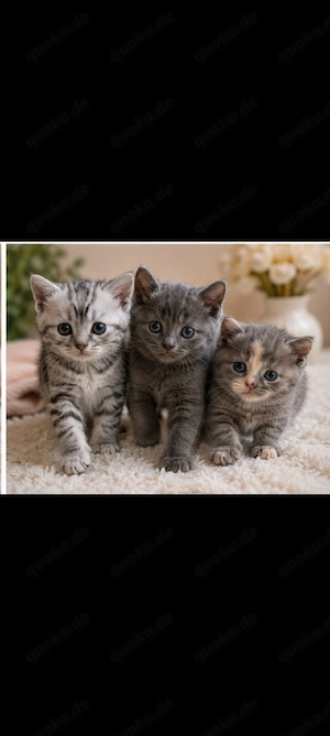 Türkisch-Angora  BKH Mix-Kitten suchen liebevolle Familien   