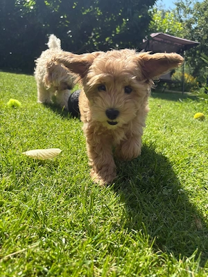 Maltipoo Welpen ! Nur noch eine ab sofort abgabebereit.